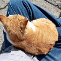 九州F島の猫たち　2025年4月　その2