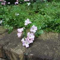 相模原北公園の薔薇