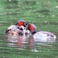 カイツブリ親子とセッカ