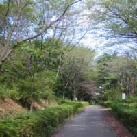 埼玉県吉見町　八丁湖湖畔ジョギングコース