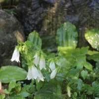 花と緑の学習園へ～♪