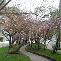 ミニ大通の桜