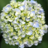 ZUIKO DIGITAL ED 50mm F2.0 Macroで撮る紫陽花