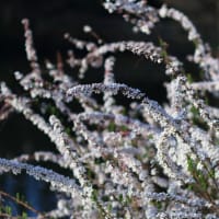 「雪柳/ゆきやなぎ×5枚。」
