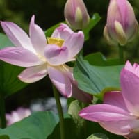 千葉公園の蓮