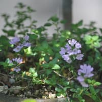 ５月の花たち～ミニ鉢