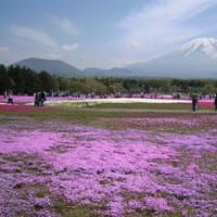 富士芝桜を見に行きました