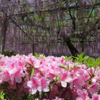 紫・紅・白と様々な色、八重咲きと、藤が色鮮やかに咲き誇っています.