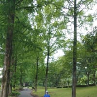 6/20(金)久々の甘楽公園〜🎵ラブユー東京（黒沢明とロス・プリモス）