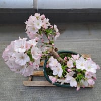 御殿場桜の花