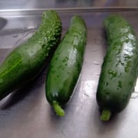 【我菜園便り】夏菜園の初収穫！瑞々しい鮮度