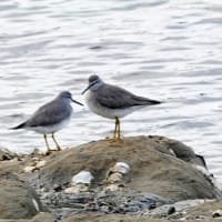 05/14探鳥記録写真-2：狩尾岬の鳥たち（キアシシギ、ウミウ、）