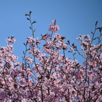 オホーツクの桜、満開