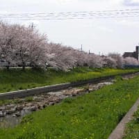 弁天橋上下流の桜