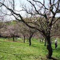 札幌平岡公園の梅林。