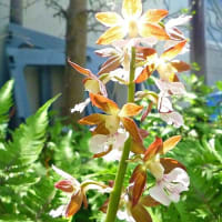 エビネ開花しました