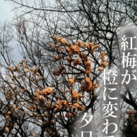 夕暮れのドキドキ