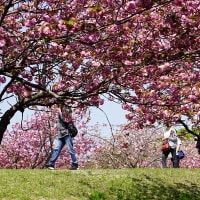 ネーブルパークのきれいな八重桜
