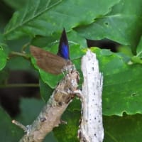 ムラサキシジミ　紫色の翅が美しい