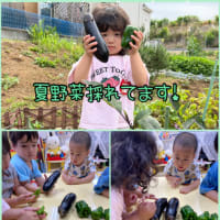 夏野菜順調に育っています。