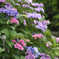 花　アジサイ