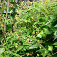 我が家の花日誌 ビヨウヤナギとアジサイ 他