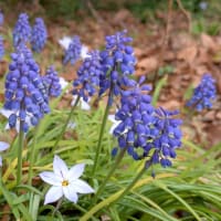 ご近所散歩～足元の花、頭上の花～