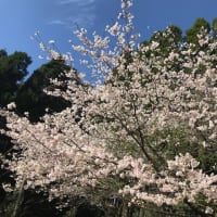 桜・満開です！