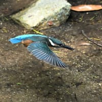 いつもの公園
