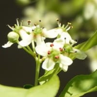 マユミ　〈小さい白い花〉　