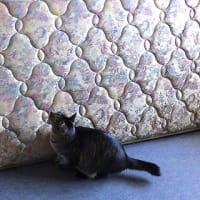 ロッククライマーキャット