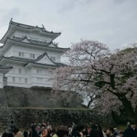 「小田原城」城撮り戦果