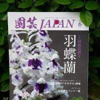 園芸JAPAN誌に不定期連載します