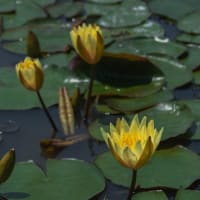 スイレンの花咲く唐比ハス園　2025/6/1