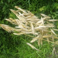 種継ぎ用の裸性燕麦(オートミール)を刈り取り