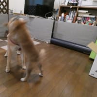 犬バカちゃんリン☆蕎麦屋の風鈴♪　柴犬・空海くんは　保育士さん！　はるこ　成長著しいのだ☆彡