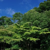 7月最後の教室　雨宿りする生き物を探す