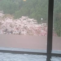 「桜川」（高知県・須崎市）の桜並木 散策 花筏 。  　四国周遊車中泊の旅 。　