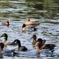 向陵公園の野鳥（２０２５年２月１５日）動画