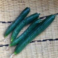 草刈りと除草剤散布