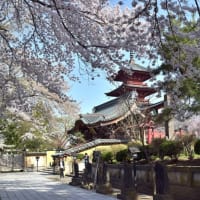 弘前城跡の桜