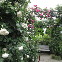港の見える丘公園　バラ真っ盛り　香りの庭