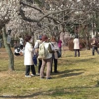 大宮第二公園の梅の現在の開花状況