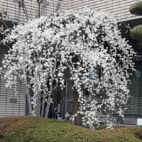 免許証の更新