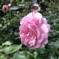 【札幌市豊平区　2025豊平公園の花④】