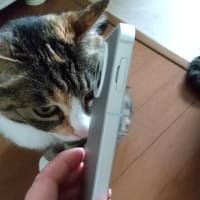 機種変