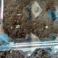 27歳ガーデニング始める。1-マリーゴールドの種 発芽🌱