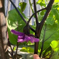 菌ちゃん農法　その後1 夏野菜
