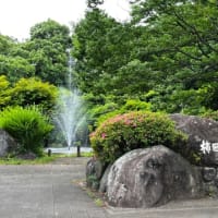三島、柿田川公園に行った