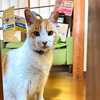 むにゃ太郎、車載動画弄りで、ボカシ捲る。